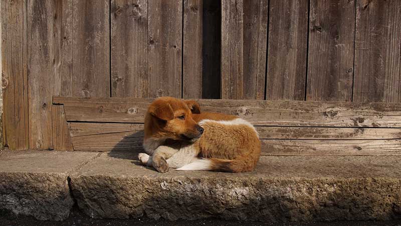 Adoptar un perro de la calle